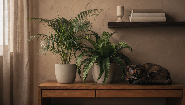 Best low light plants for pet owners