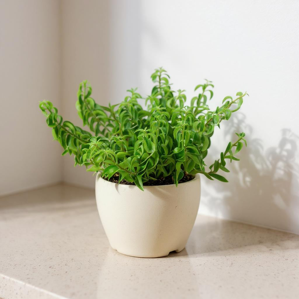 indoor plant with curly leaves Curly Lipstick Plant