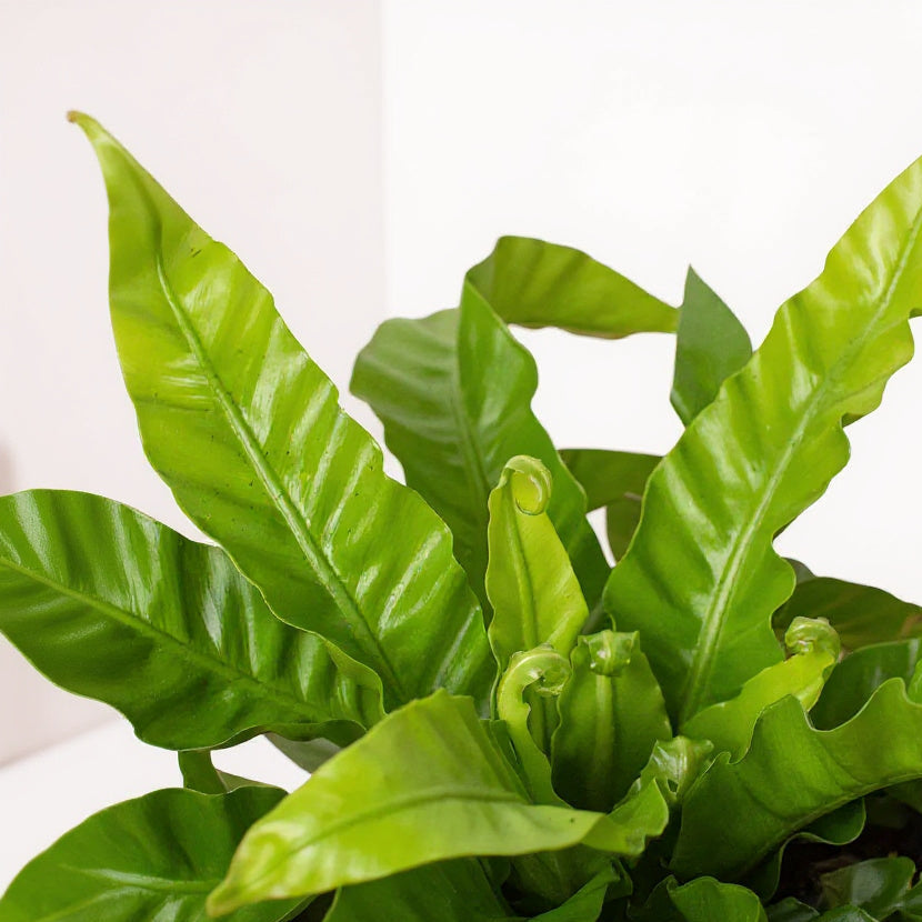 Asplenium Hurricane Bird's Nest Fern - Pet Safe Non-Toxic Twisted Ruffled Air Purifying
