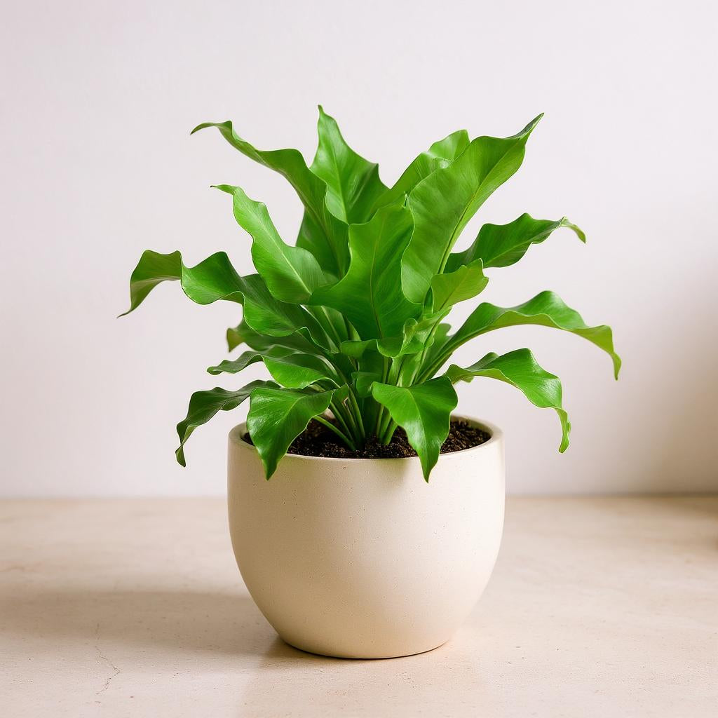 Asplenium Nidus Bird's Nest Fern - Pet Safe Non-Toxic Large Glossy Air Purifying Tropical