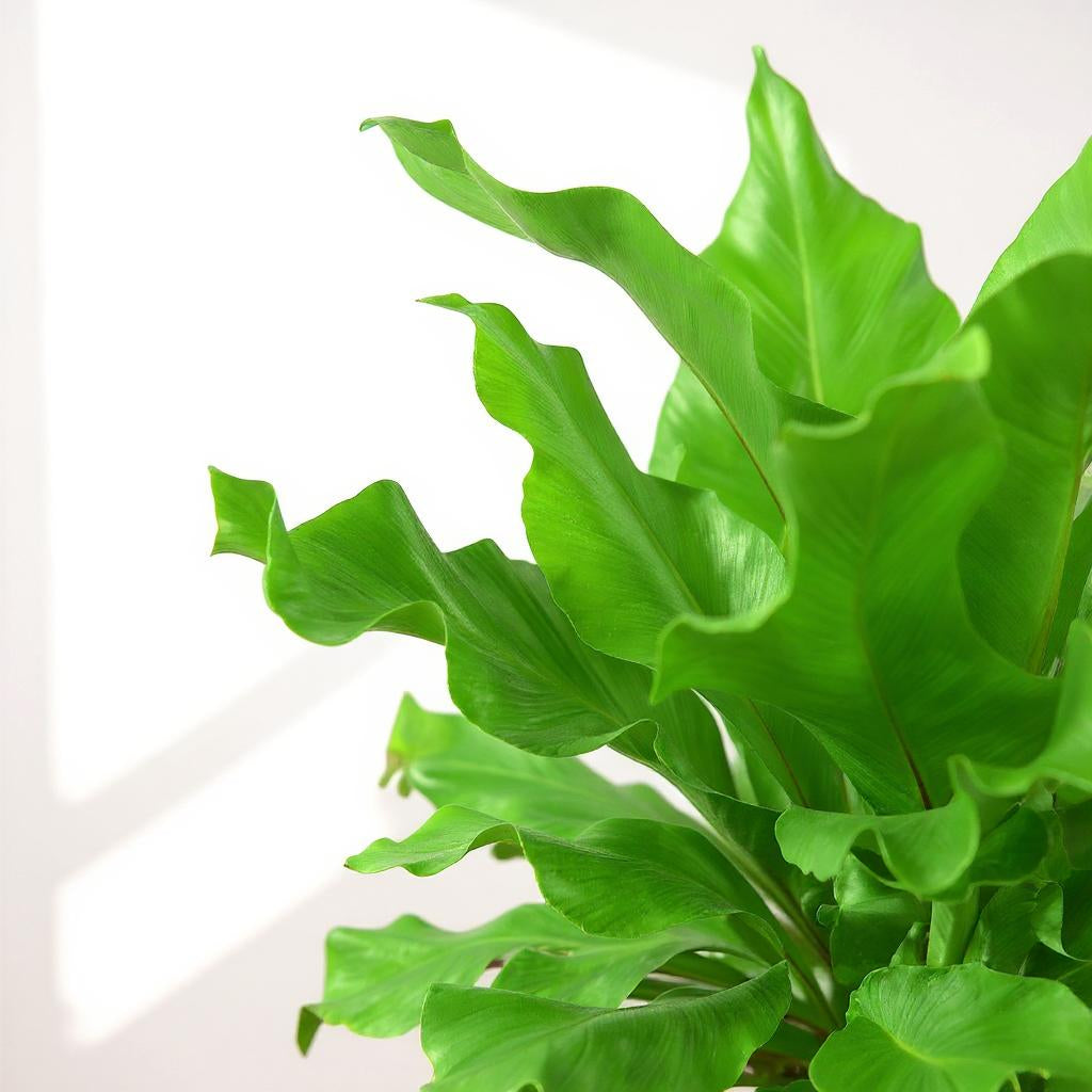 Asplenium Nidus Bird's Nest Fern - Pet Safe Non-Toxic Large Glossy Air Purifying Tropical