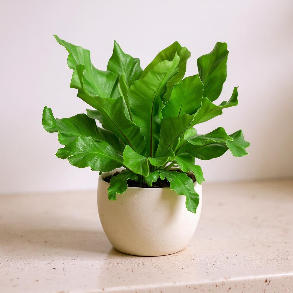Asplenium Nidus Bird's Nest Fern - Pet Safe Non-Toxic Large Glossy Air Purifying Tropical