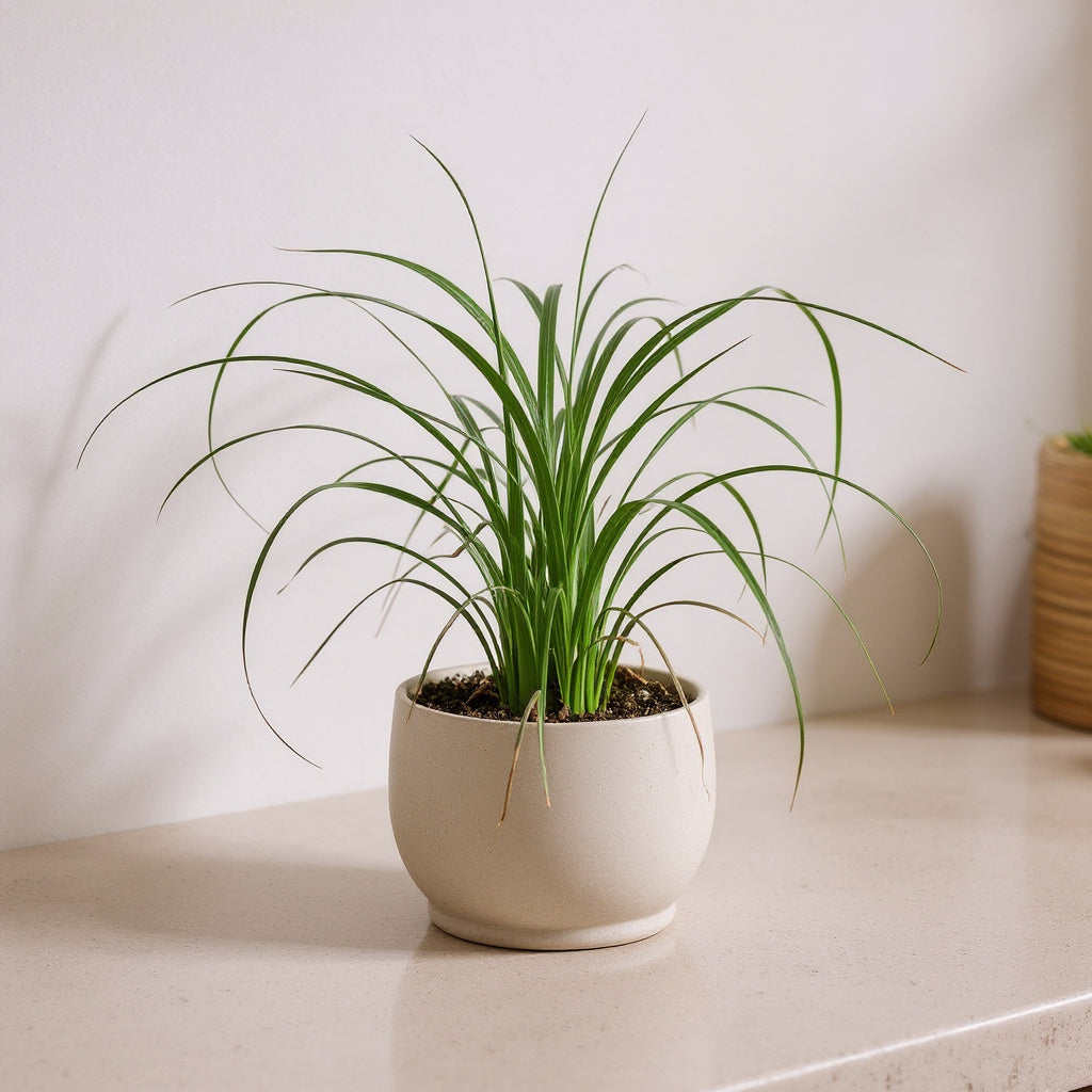 Beaucarnea Recurvata Ponytail Palm - Pet Safe Non-Toxic Houseplant