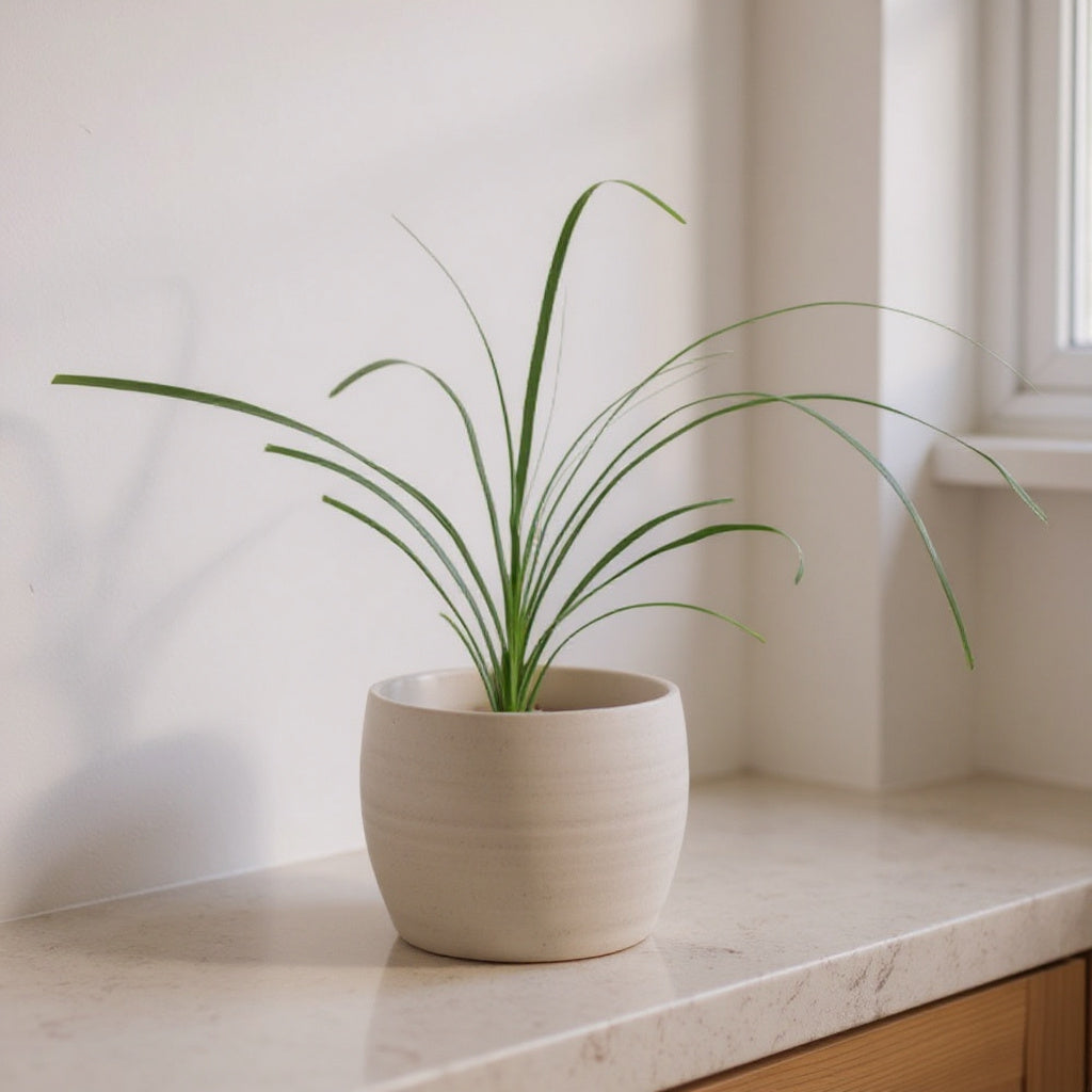 Beaucarnea Recurvata Ponytail Palm - Pet Safe Non-Toxic Houseplant