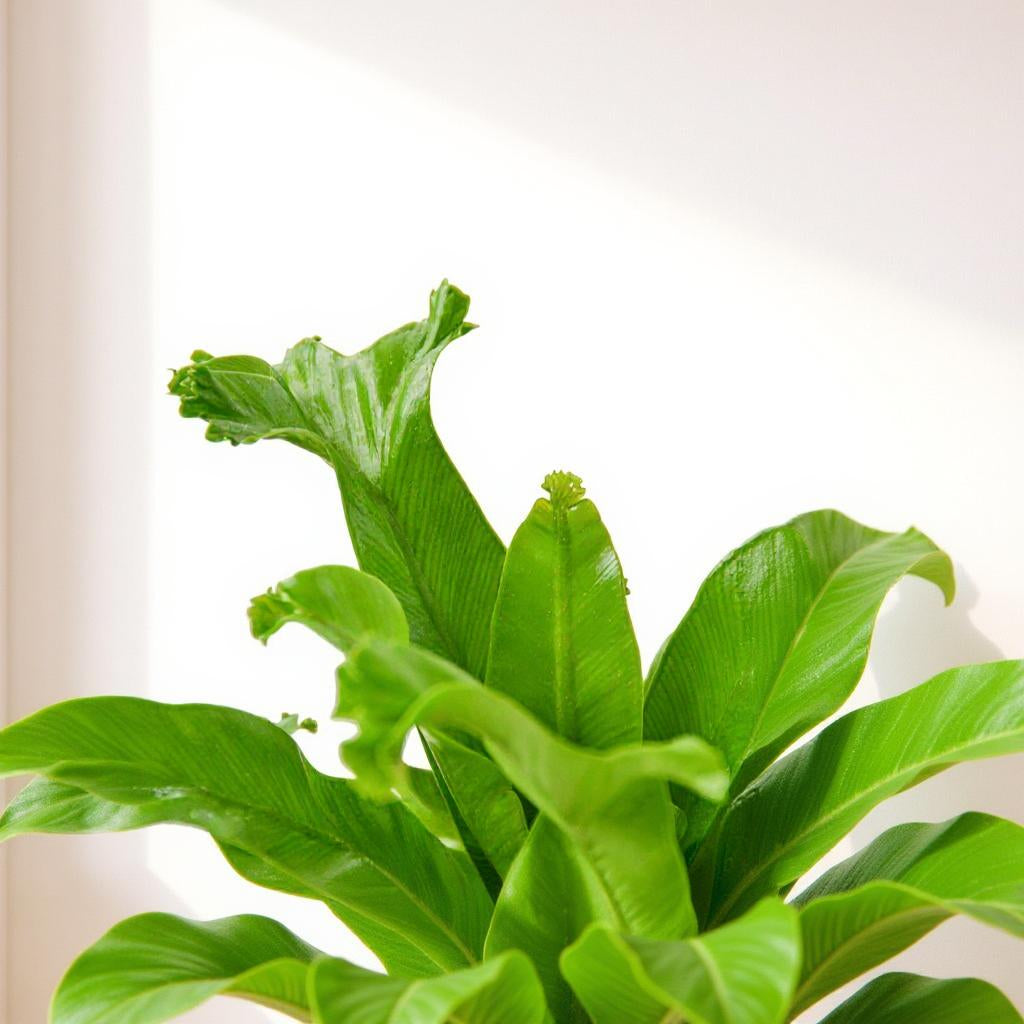 Asplenium Leslie Bird's Nest Fern - Pet Safe Non-Toxic Vibrant Crinkled Low Maintenance Indoor