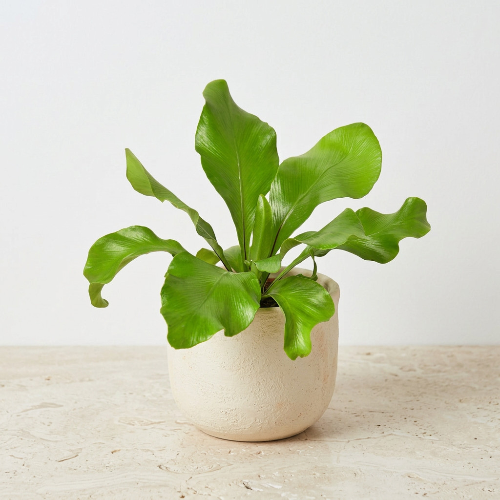 Bird's Nest Fern (Asplenium nidus)