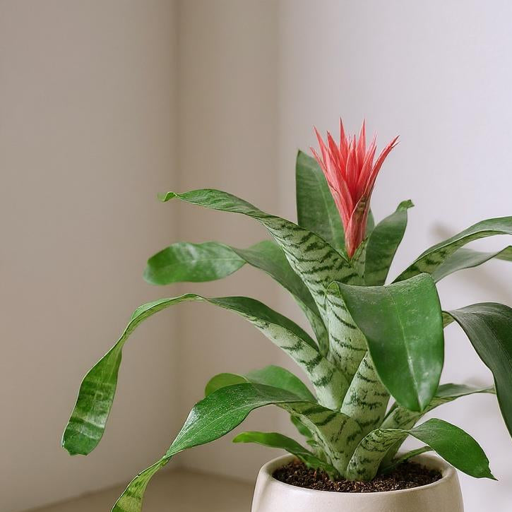 Aechmea Fasciata Bromeliad Silver Vase - Pet Safe Non-Toxic Metallic Foliage Vibrant Blooms Exotic