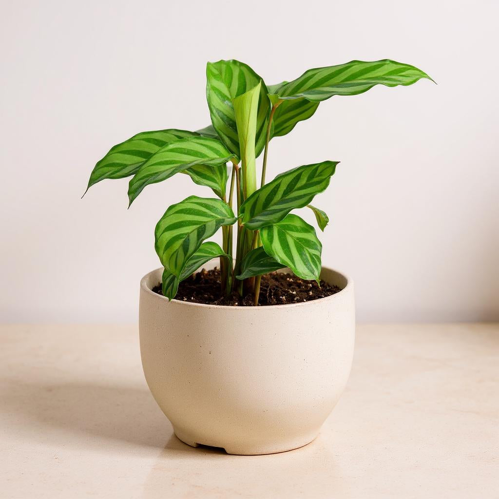 Calathea Concinna Freddie Zebra Plant - Pet Safe Non-Toxic Air Purifying Prayer Plant