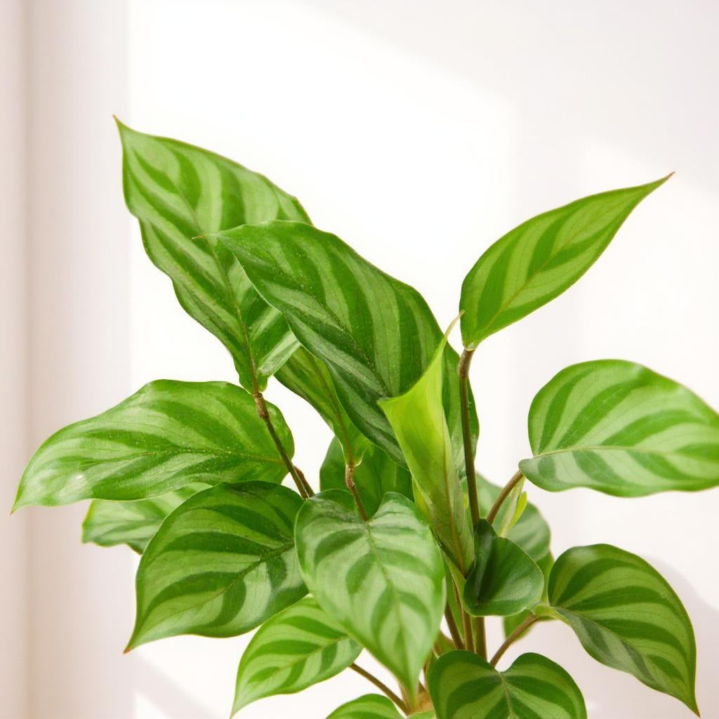 Calathea Concinna Freddie Zebra Plant - Pet Safe Non-Toxic Vibrant Striped Air Purifying Prayer Plant
