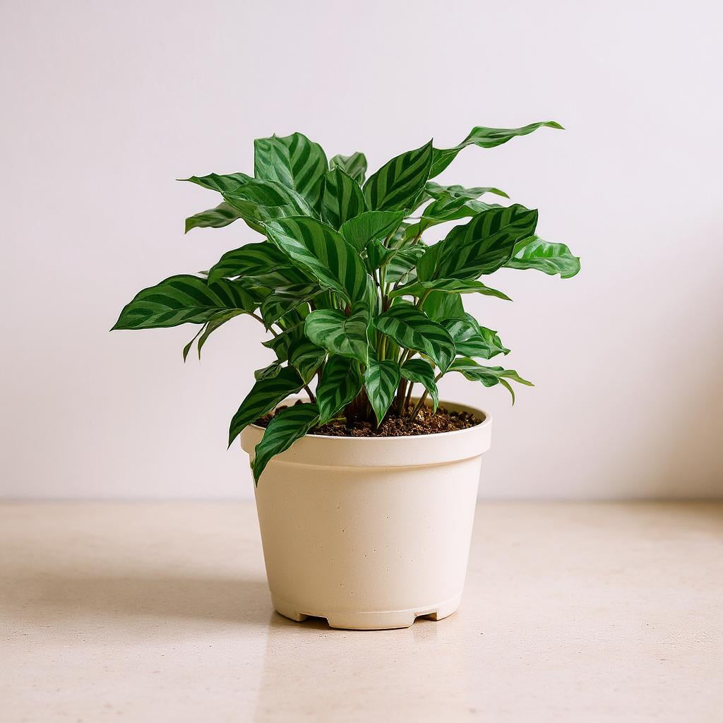 Calathea Concinna Freddie Zebra Plant - Pet Safe Non-Toxic Vibrant Striped Air Purifying Prayer Plant