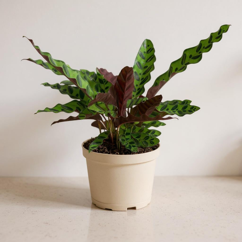 Calathea Lancifolia Rattlesnake Prayer Plant - Pet Safe Non-Toxic Reptilian Patterned Purple Air Purifying
