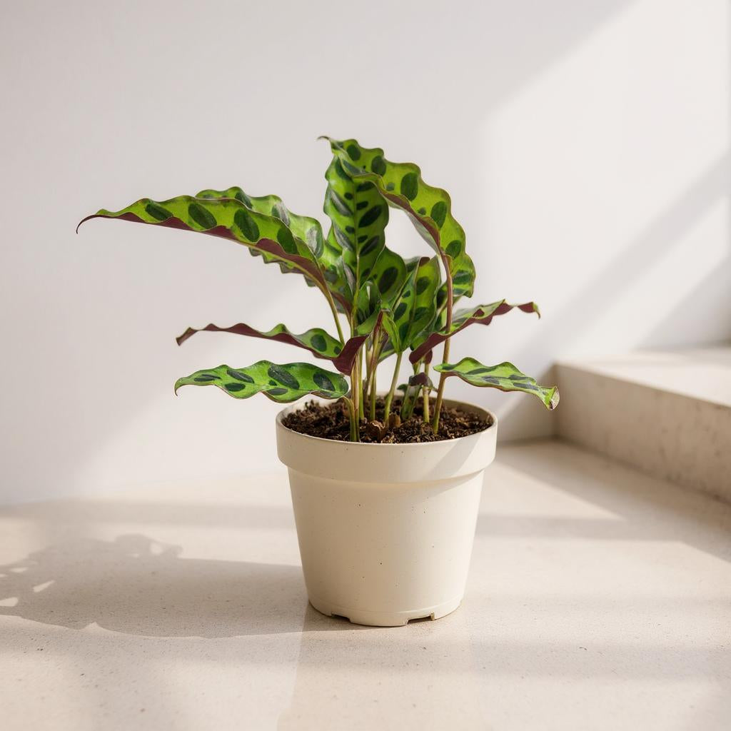 Calathea Lancifolia Rattlesnake Prayer Plant - Pet Safe Non-Toxic Reptilian Patterned Purple Air Purifying