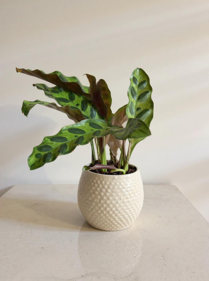 Calathea Lancifolia Rattlesnake Prayer Plant - Pet Safe Non-Toxic Reptilian Patterned Purple Air Purifying