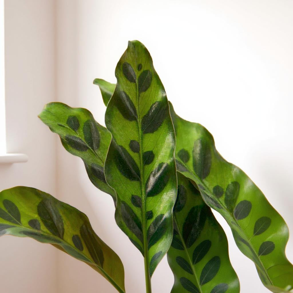 Calathea Lancifolia Rattlesnake Prayer Plant - Pet Safe Non-Toxic Reptilian Patterned Purple Air Purifying