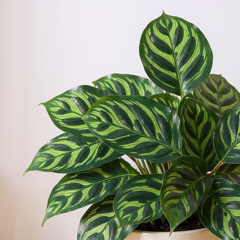Calathea Makoyana Peacock Plant - Pet Safe Non-Toxic Feather Patterned Humidity Prayer Movement