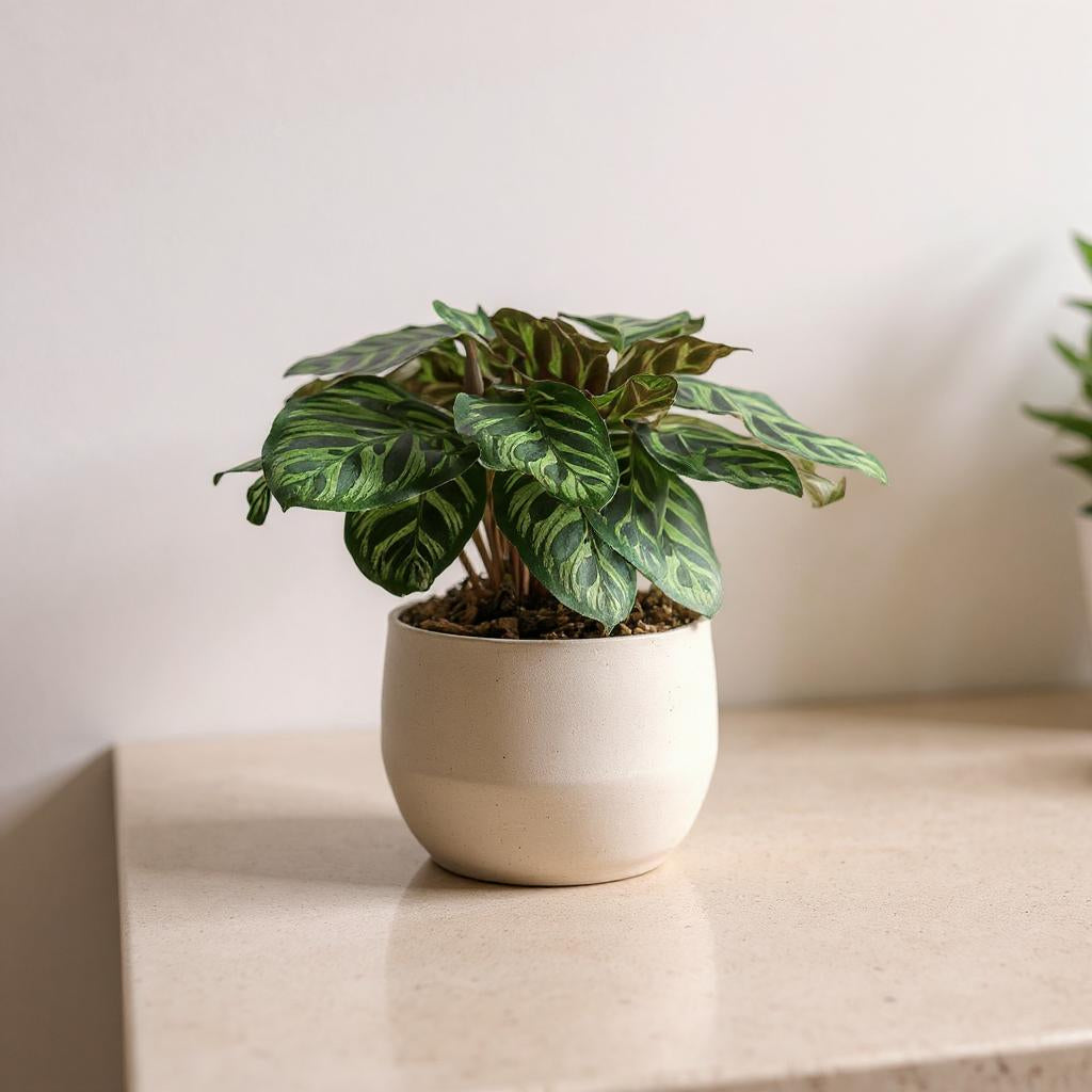 Calathea Makoyana Peacock Plant - Pet Safe Non-Toxic Feather Patterned Humidity Prayer Movement