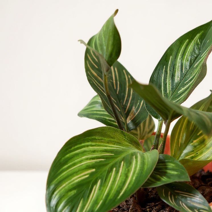 Calathea Ornata Beauty Star Prayer Plant - Pet Safe Non-Toxic Neon Striped Purple Air Purifying