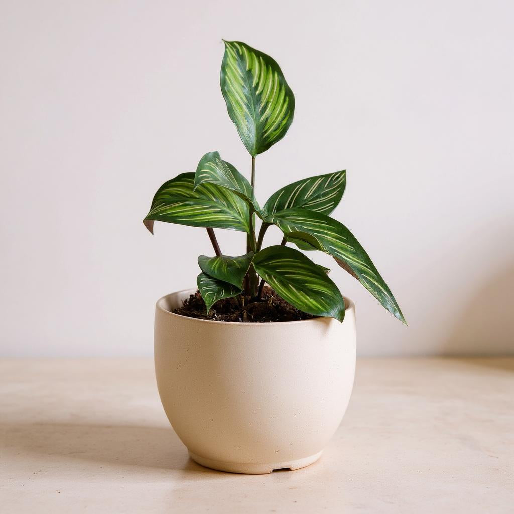 Calathea Ornata Beauty Star Prayer Plant - Pet Safe Non-Toxic Neon Striped Purple Air Purifying