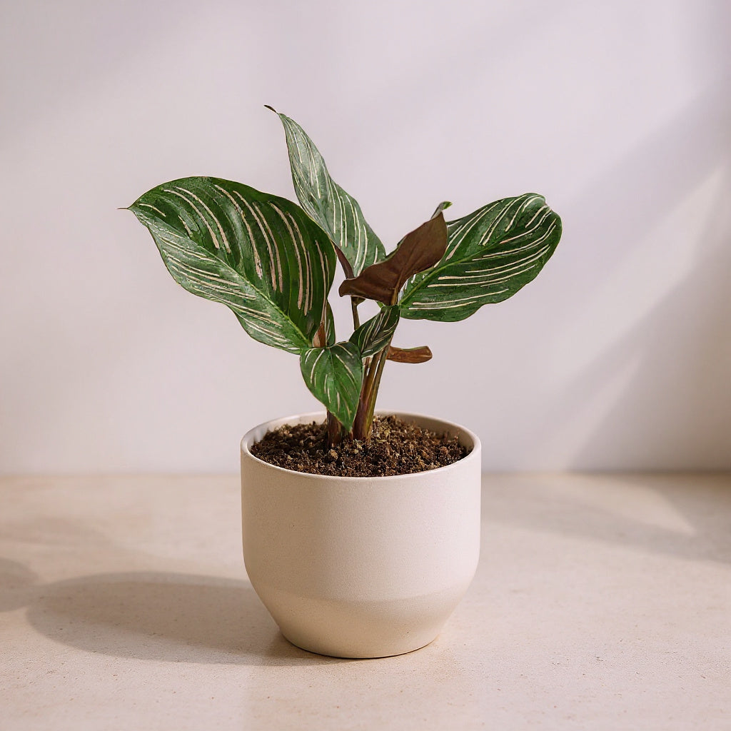 Calathea Ornata Pinstripe Plant - Pet Safe Non-Toxic Pink Striped Prayer Plant