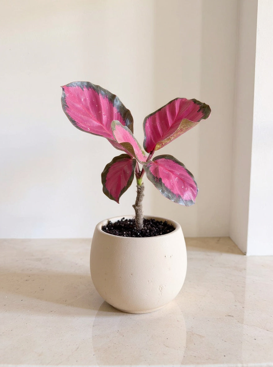 Calathea Purple Rose Prayer Plant - Pet Safe Non-Toxic Purple-Pink Air Purifying