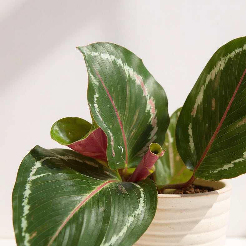 Calathea Roseopicta Medallion Prayer Plant - Pet Safe Non-Toxic Large Round Magenta Tropical