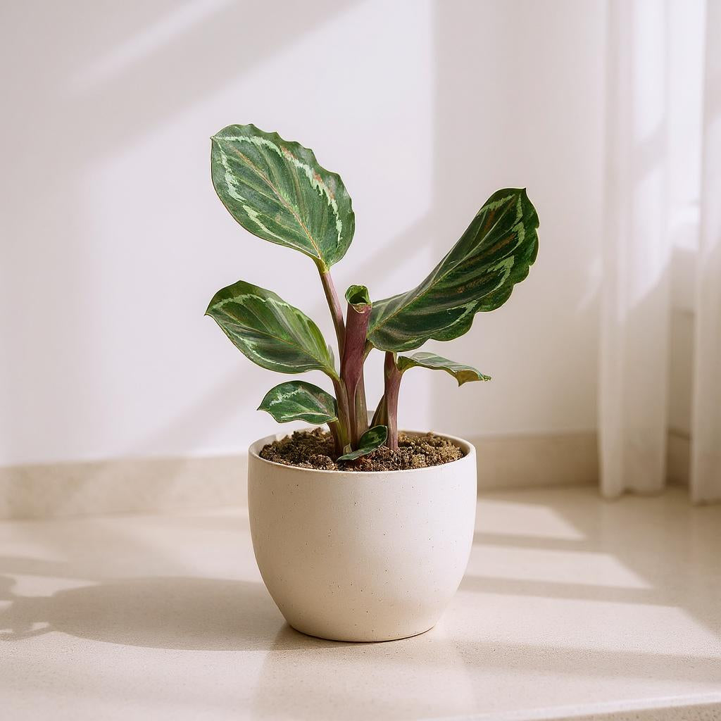 Calathea Roseopicta Medallion Prayer Plant - Pet Safe Non-Toxic Large Round Magenta Tropical