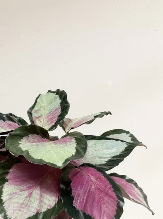 Calathea Roseopicta Silvia Prayer Plant - Pet Safe Silver-Green Pink Air Purifying