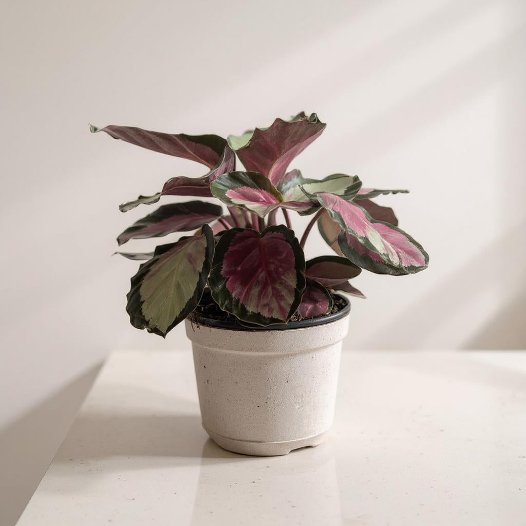 Calathea Roseopicta Silvia Prayer Plant - Pet Safe Silver-Green Pink Air Purifying