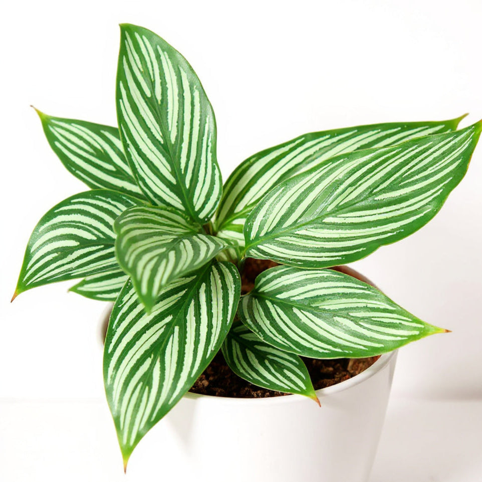 Calathea Vittata Prayer Plant - Pet Safe Non-Toxic White Striped Air Purifying
