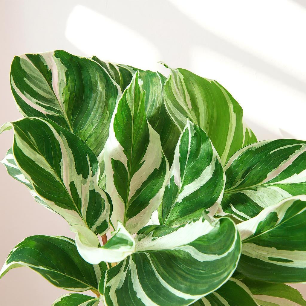 Calathea White Fusion Prayer Plant - Pet Safe Non-Toxic White Green Marbled Air Purifying
