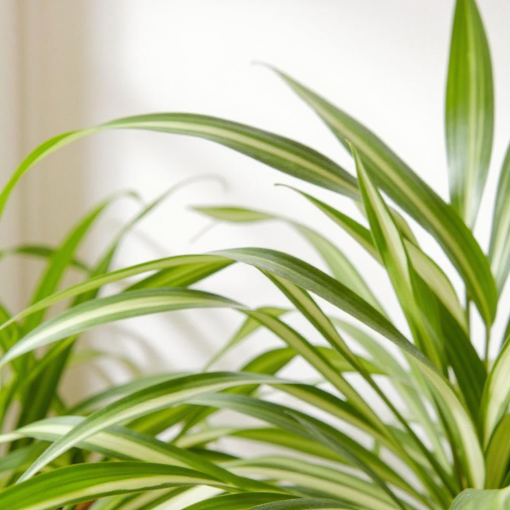 Chlorophytum Comosum Hawaiian Spider Plant - Pet Safe Non-Toxic Variegated Cascading Baby Plantlets Air Purifying