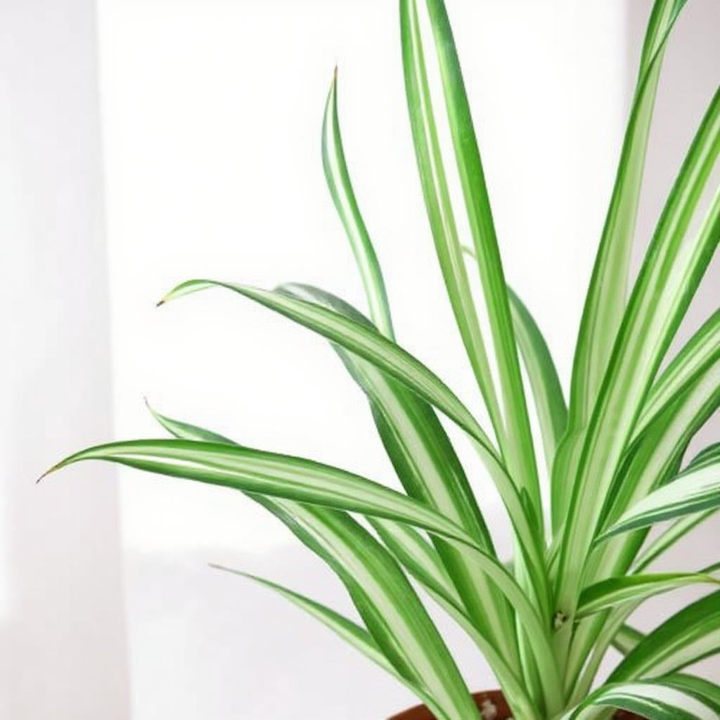 Chlorophytum Comosum Reverse Spider Plant - Pet Safe Non-Toxic White-Centered Cascading Rare Variegation Air Purifying