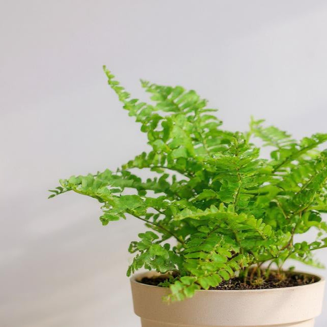 Nephrolepis Exaltata Smithii Cotton Candy Fern - Pet Safe Non-Toxic Fluffy Chartreuse Air Purifying