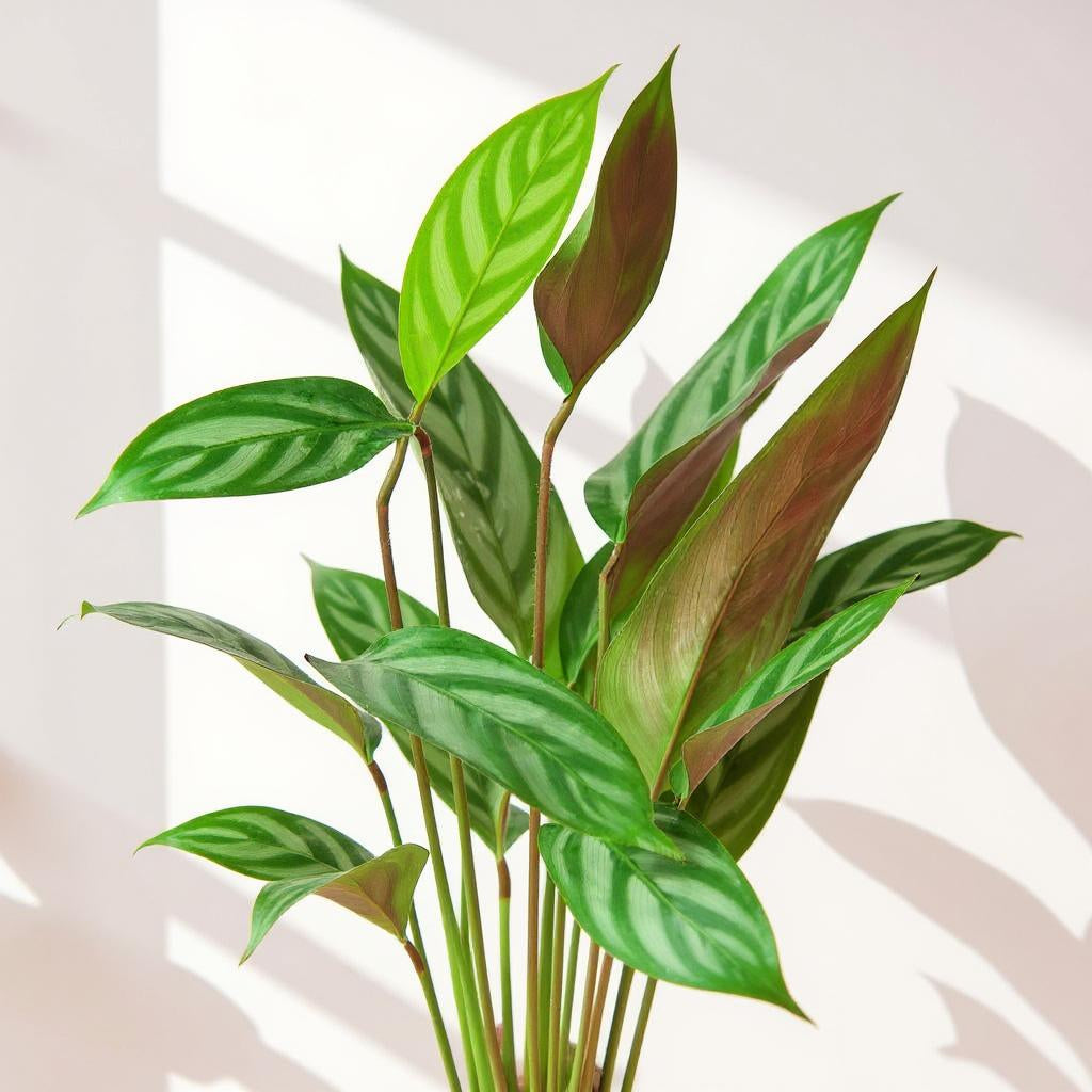 Ctenanthe Setosa Grey Star Prayer Plant - Pet Safe Non-Toxic Silvery Green Purple Fast Growing
