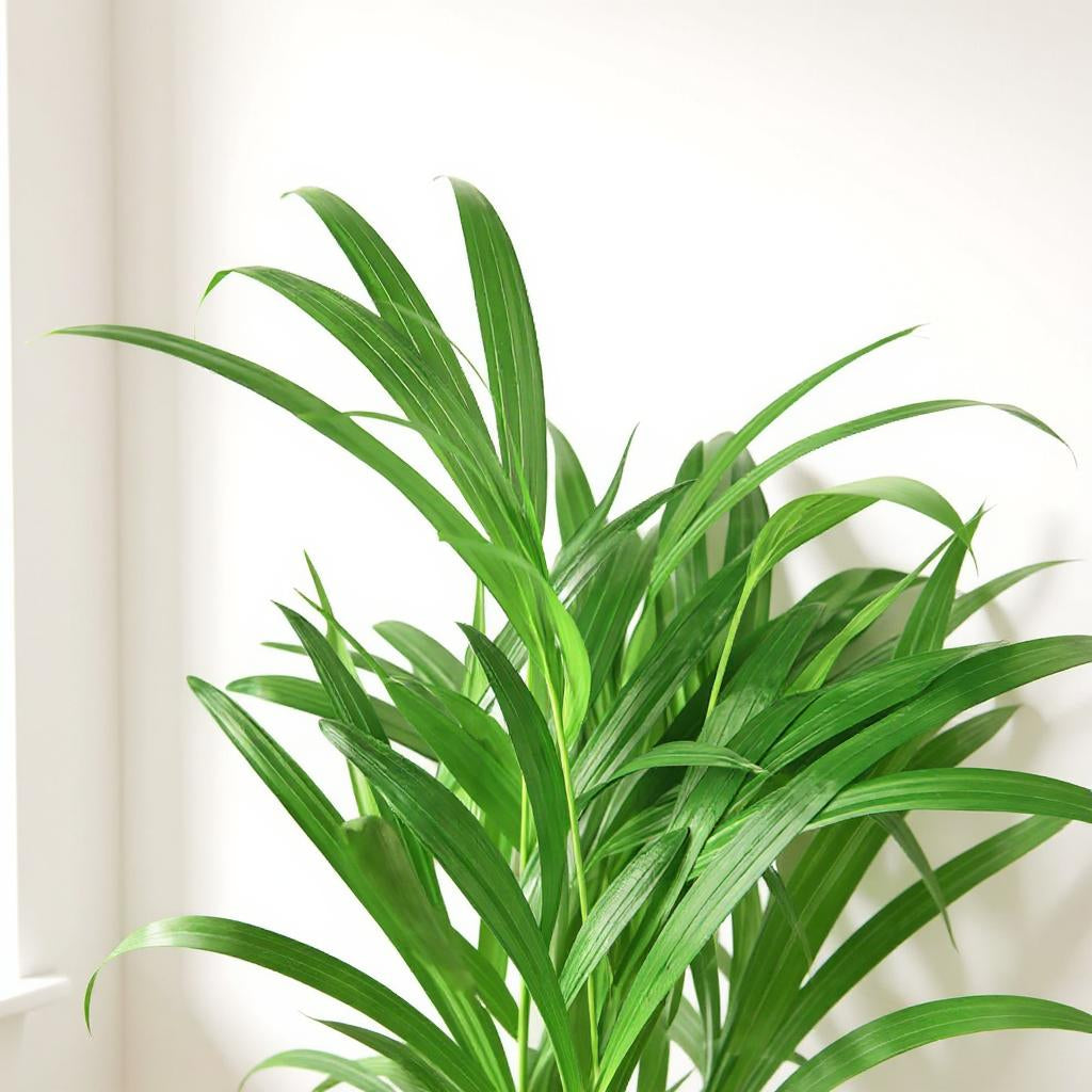 Dypsis Lutescens Areca Palm Plant - Pet Safe Non-Toxic Feathery Tropical Air-Purifying Statement Easy Care