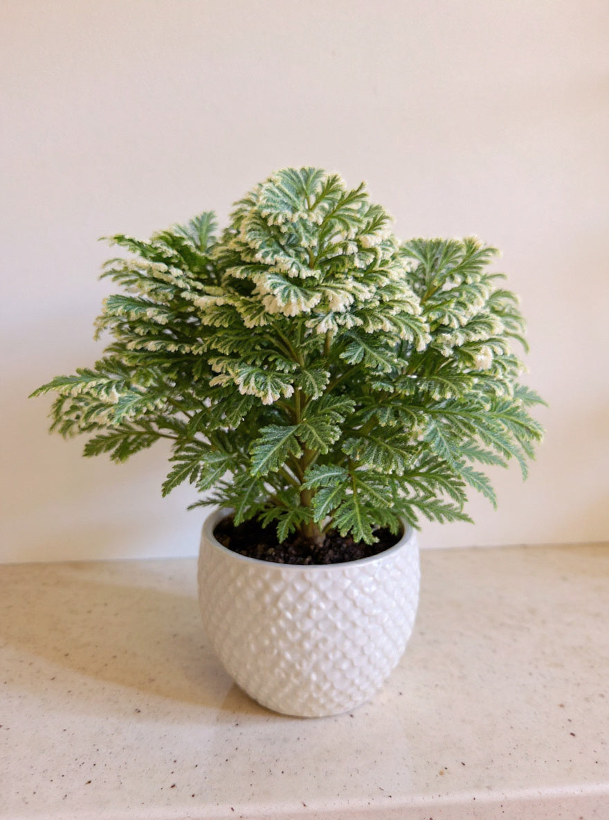 Frosty Fern Selaginella - Pet Safe Non-Toxic Air Purifying Humidity Loving