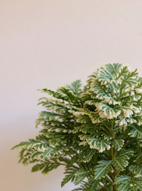 Frosty Fern Selaginella - Pet Safe Non-Toxic Air Purifying Humidity Loving
