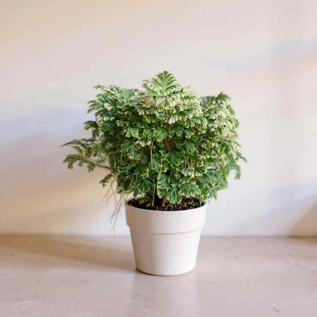 Frosty Fern Selaginella - Pet Safe Non-Toxic Air Purifying Humidity Loving