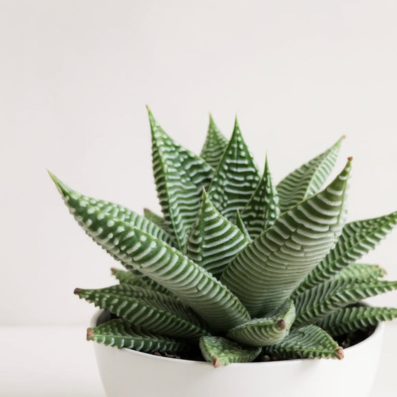 Haworthia Miami Zebra Plant - Pet Safe Non-Toxic Succulent Easy Care Indoor