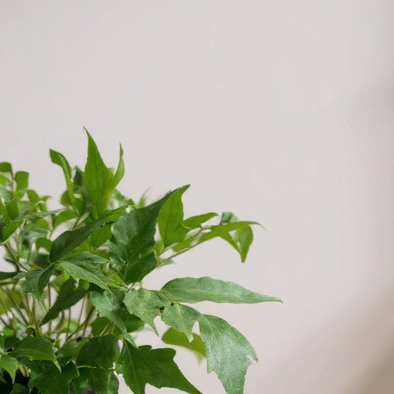 Holly Fern Cyrtomium - Pet Safe Non-Toxic Air Purifying Humidity Loving