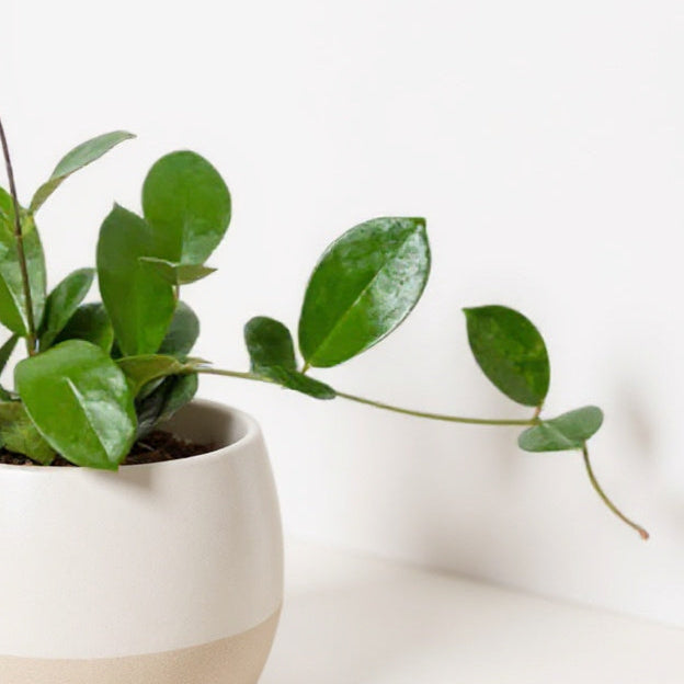 Hoya Australis - Pet Safe Non-Toxic Green Vine Houseplant