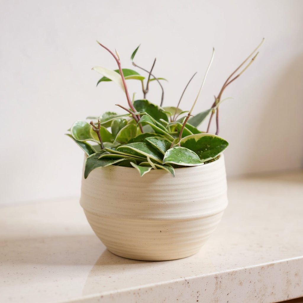 Hoya Carnosa Tricolor Pet Safe Non-Toxic Houseplant