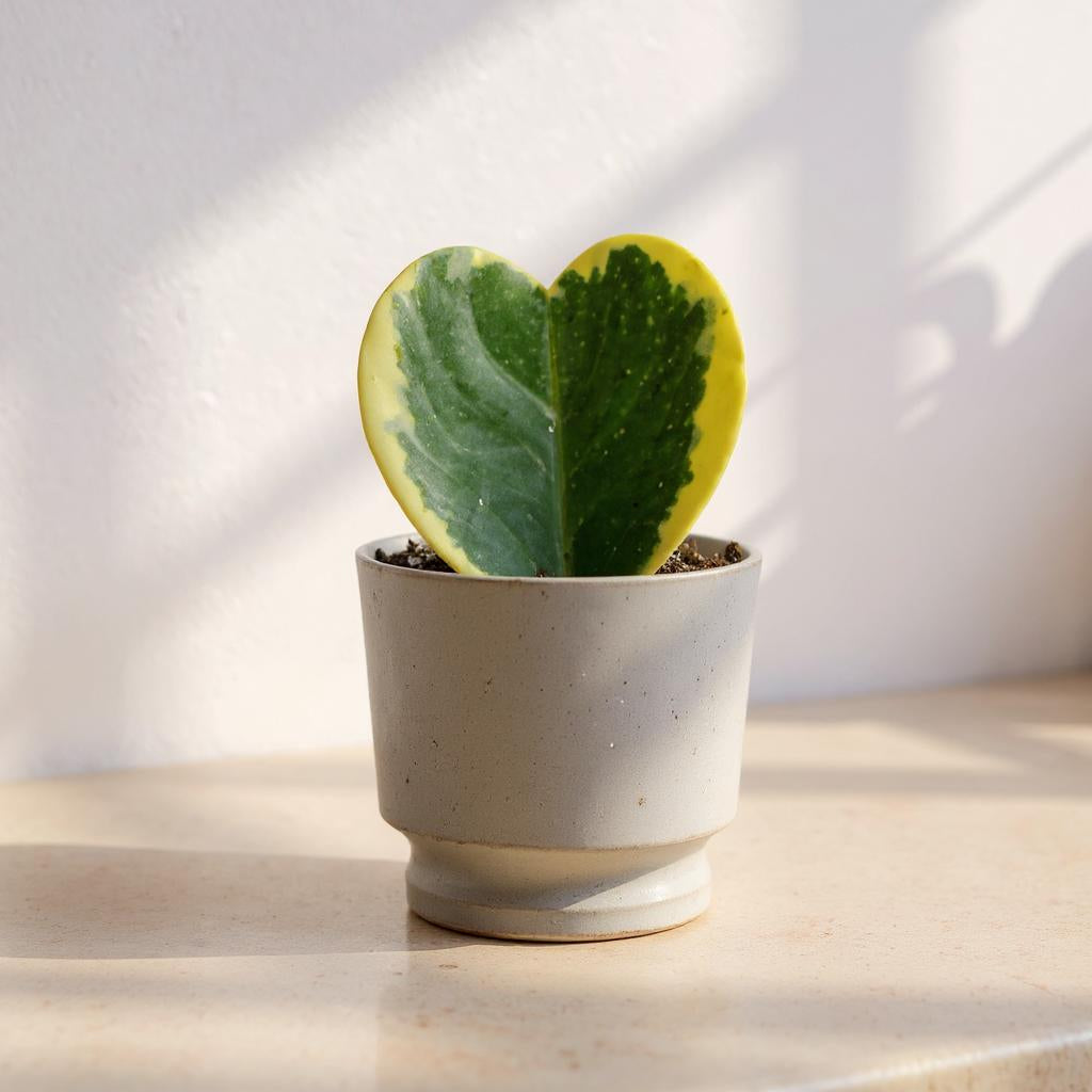 Hoya Sweetheart Variegated Plant - Pet Safe Non-Toxic Variegated Heart-Shaped Easy Care