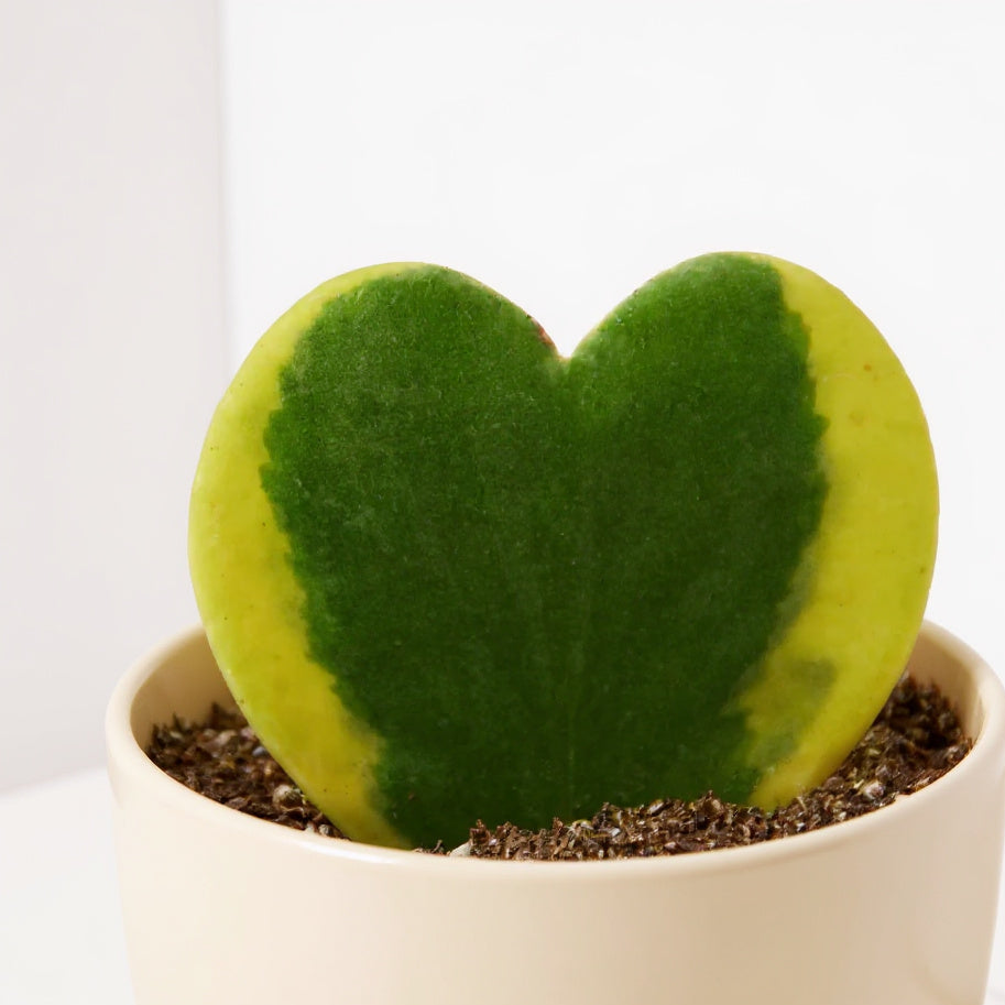 Hoya Sweetheart Variegated Plant - Pet Safe Non-Toxic Variegated Heart-Shaped Easy Care