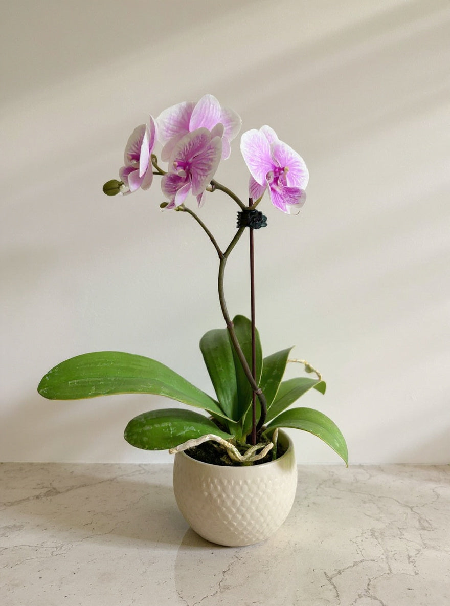 Light Pink Phalaenopsis Orchid - Pet Safe Non-Toxic Houseplant Easy Care Indoor