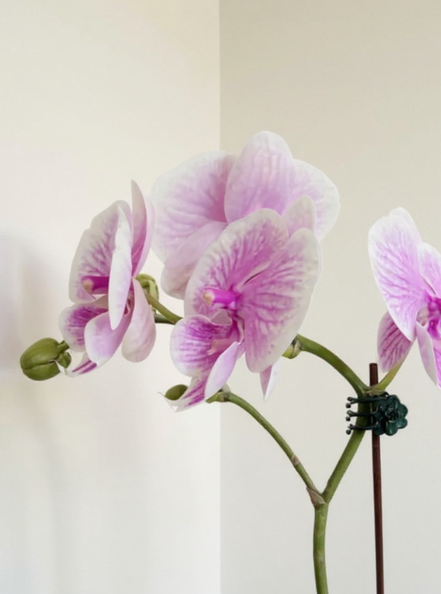 Light Pink Phalaenopsis Orchid - Pet Safe Non-Toxic Houseplant Easy Care Indoor