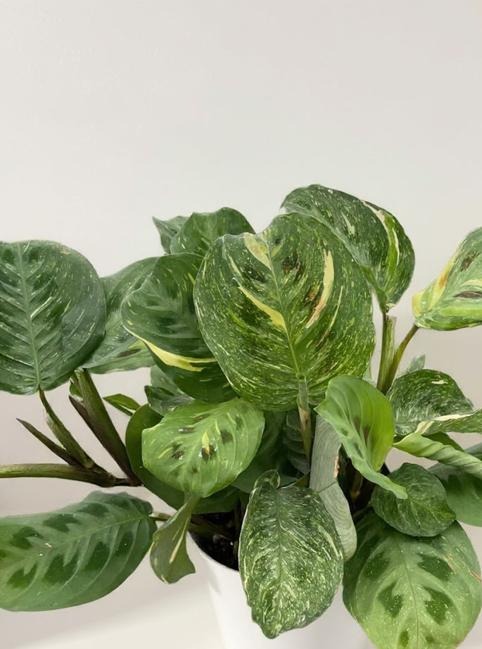 Maranta Beauty Kim Prayer Plant - Pet Safe Non-Toxic Variegated Air Purifying