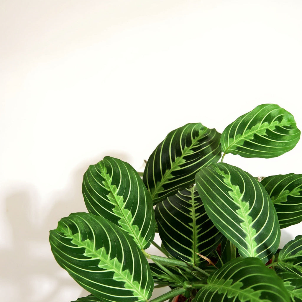Maranta Lemon Lime Prayer Plant - Pet Safe Non-Toxic Air Purifying Green Yellow Striped