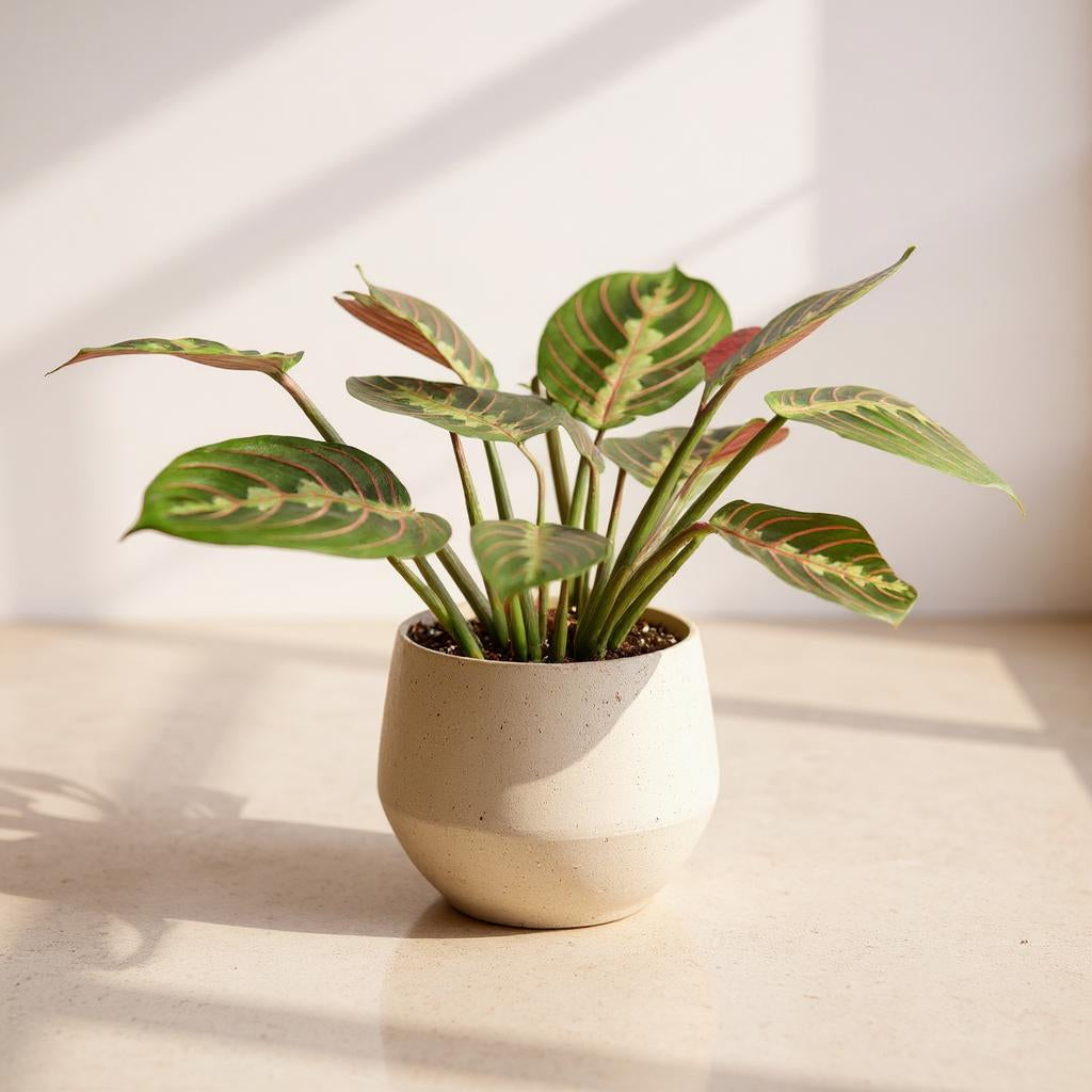 Maranta Leuconeura Red Prayer Plant - Pet Safe Non-Toxic Vibrant Red-Veined Folding Crimson Patterns Easy Care
