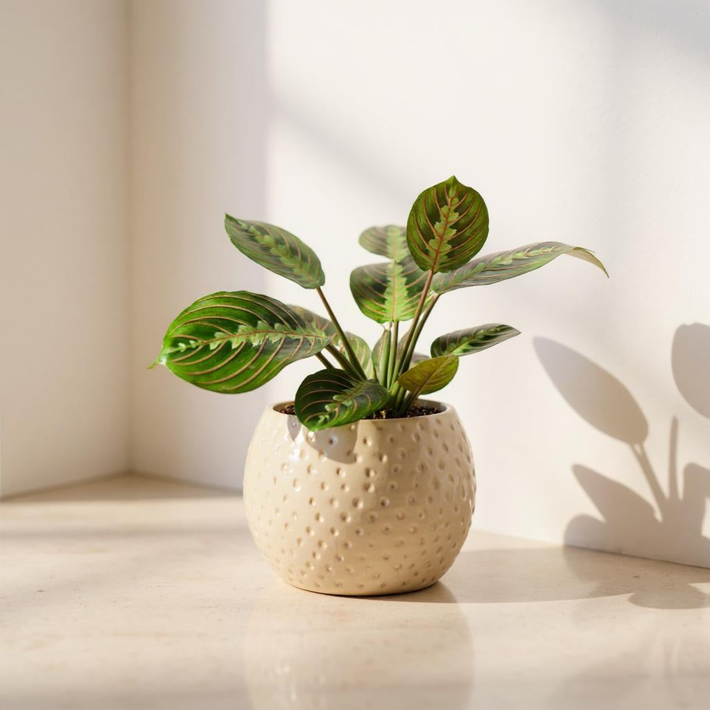 Maranta Leuconeura Red Prayer Plant - Pet Safe Non-Toxic Vibrant Red-Veined Folding Crimson Patterns Easy Care